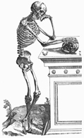 Vesalius